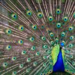 Manage Ego in the Workplace