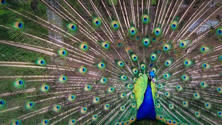 Manage Ego in the Workplace