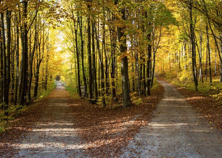 Three Choices We Can Make to Improve Our Lives is an article looking at choices either we choose or life chooses for us.